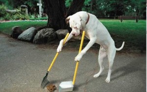 Hundekot